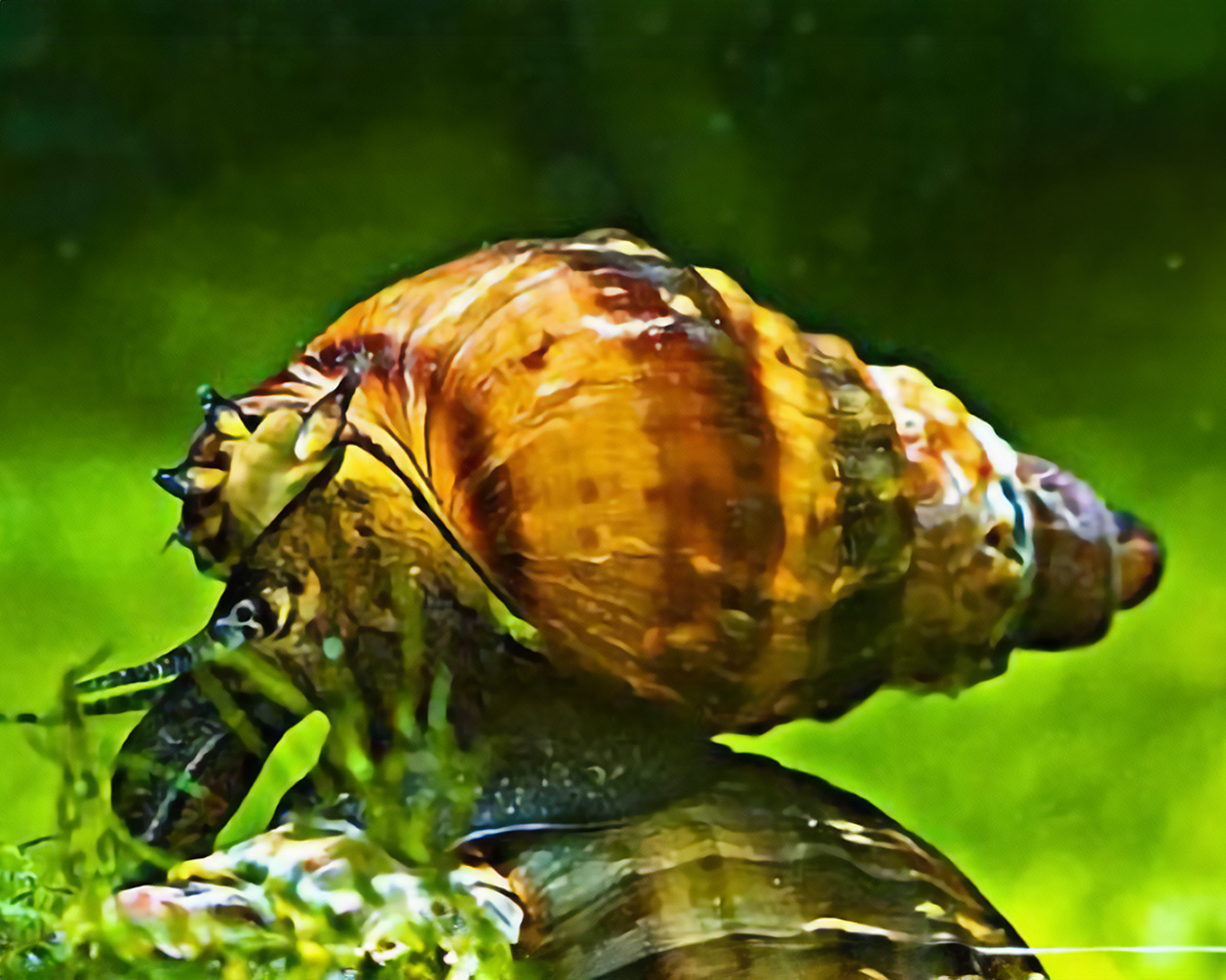 Tarebia granifera (Quilted Melania / Nöppi Snail)